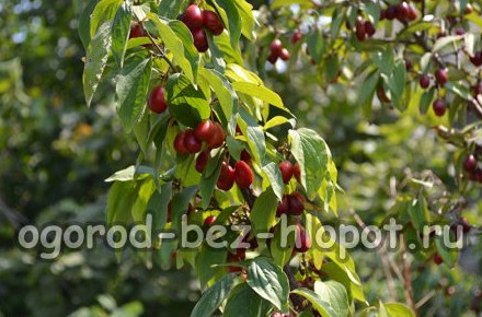 Кизил — посадка и уход на дачном участке - «Деревья»