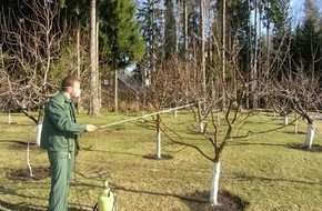 Подкормка плодовых деревьев и кустарников осенью - «Деревья»