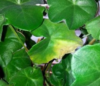 почему листья конопли засыхают