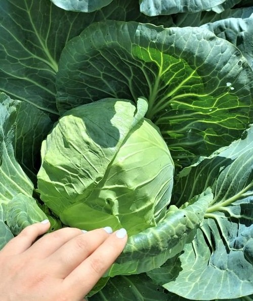Почему у капусты не завязываются кочаны - «Советы огородные»