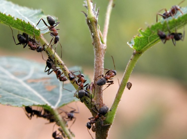 Самый эффективный способ борьбы от муравьев на участке - «Советы садоводам и огородникам»