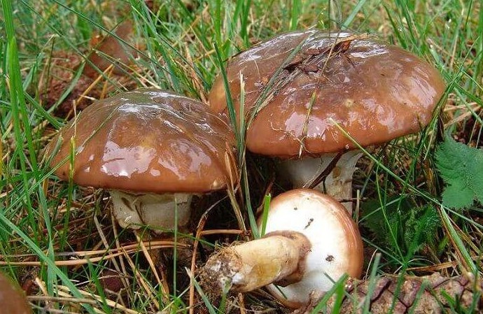 Как отмыть и чем оттереть руки после чистки маслят (+14 фото)? - «Овощи»