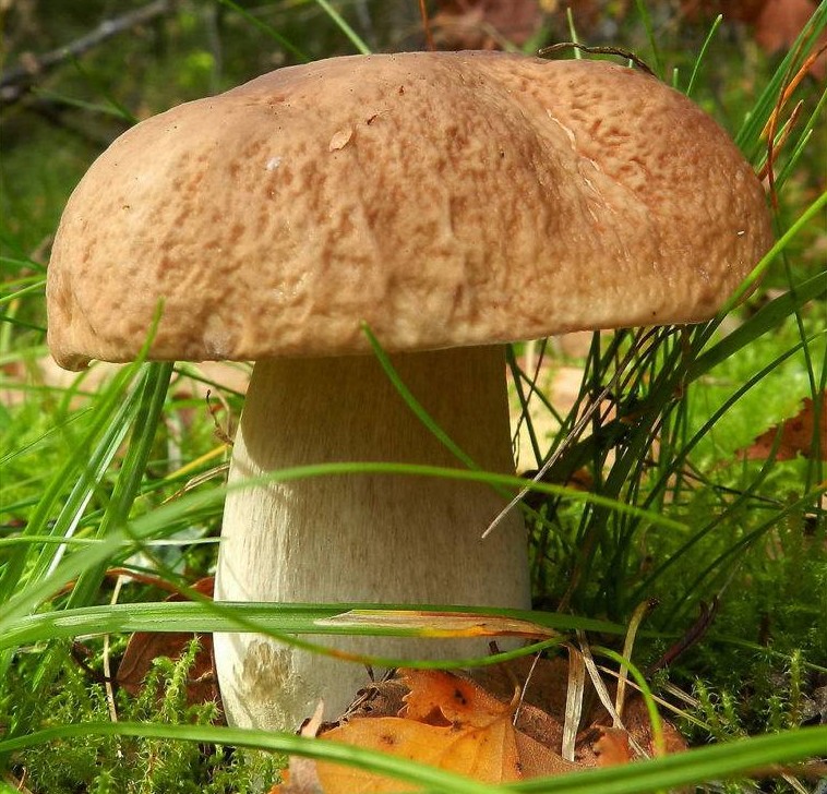 Как выглядит белый гриб и его описание (+26 фото) - «Овощи»