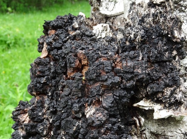 Как выглядит березовый гриб чага и его описание (+24 фото)? - «Овощи»