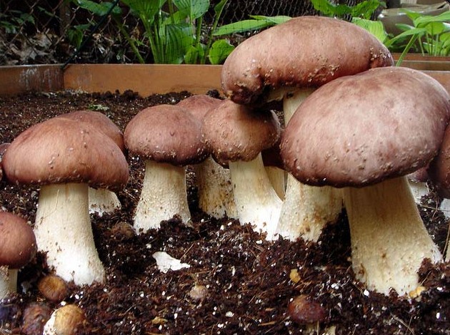 Как выращивать белые грибы в домашних условиях (+18 фото)? - «Овощи»