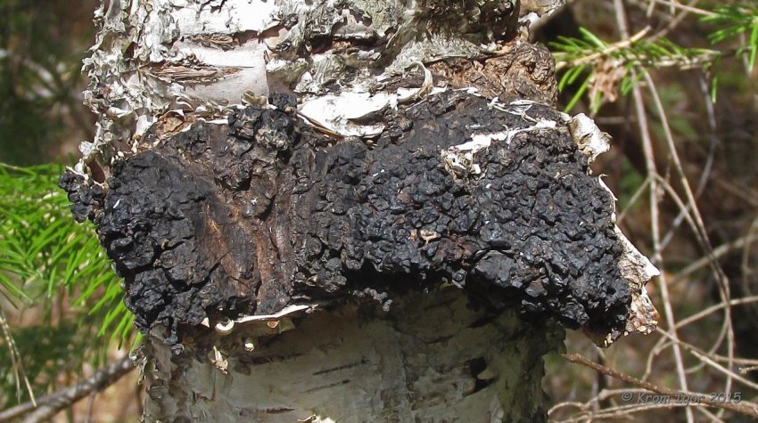 Как выглядит березовый гриб чага и его описание (+24 фото)? - «Овощи»