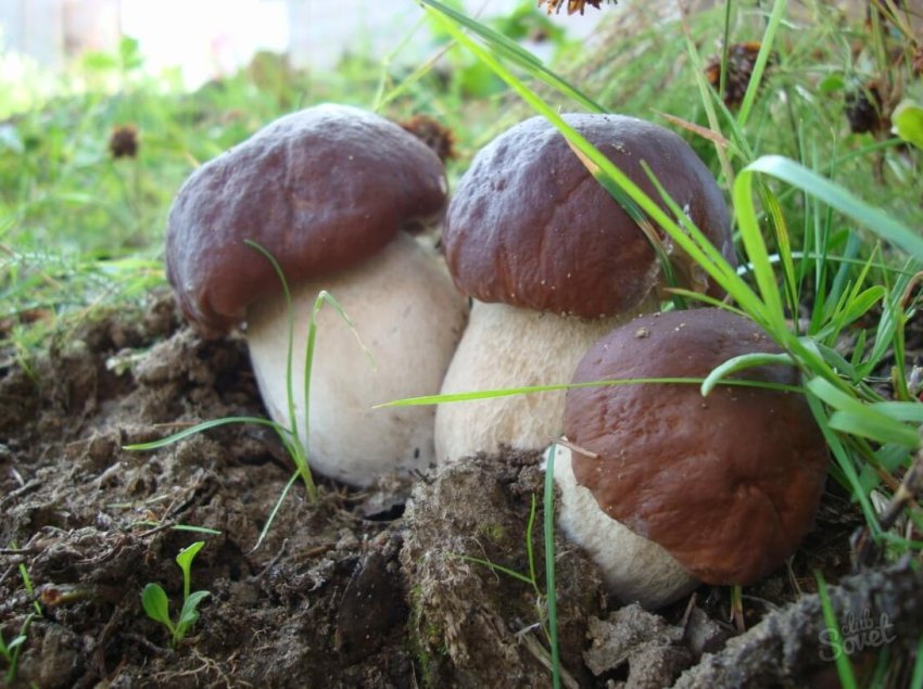 Как выращивать белые грибы в домашних условиях (+18 фото)? - «Овощи»