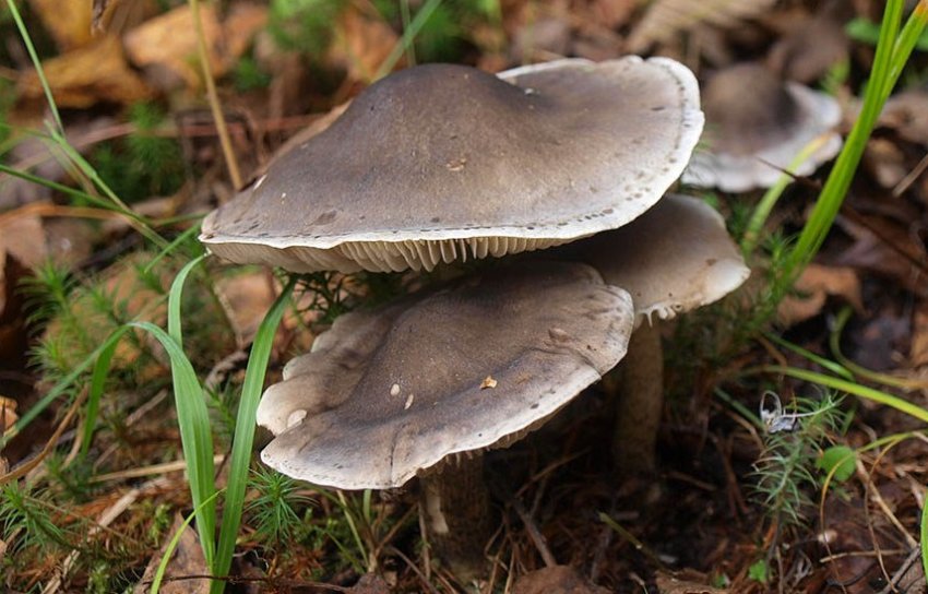 Описание грибов рядовок и как они выглядят (+30 фото)? - «Овощи»