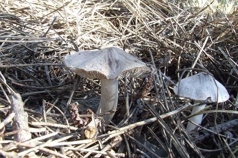 Описание грибов мышат и как они выглядят (+33 фото)? - «Овощи»