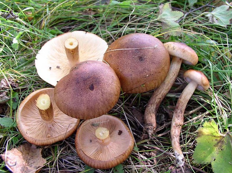 Описание грибов рядовок и как они выглядят (+30 фото)? - «Овощи»