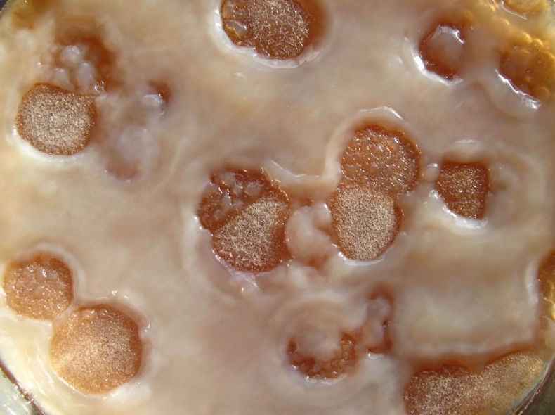 Самостоятельное выращивание чайного гриба в домашних условиях (+19 фото) - «Овощи»