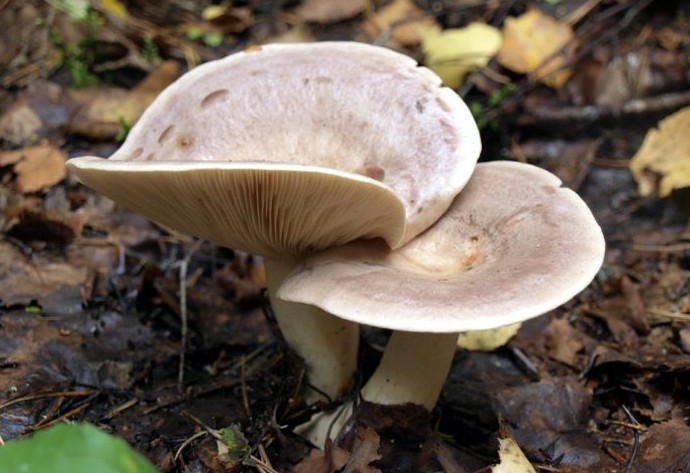 Съедобность грибов млечников и их описание (+29 фото) - «Овощи»