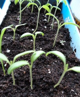 Сроки посева семян овощей на рассаду - «Советы для сада»
