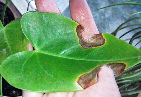 Болезни листьев Антуриума — как лечить, почему чернеют и сохнут, что делать? - «Болезни и вредители»