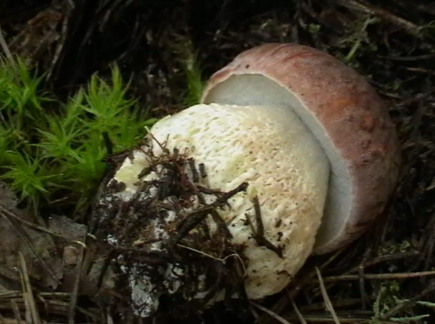 Бывают ли ядовитые грибы червивыми и можно ли их есть (+16 фото) - «Овощи»