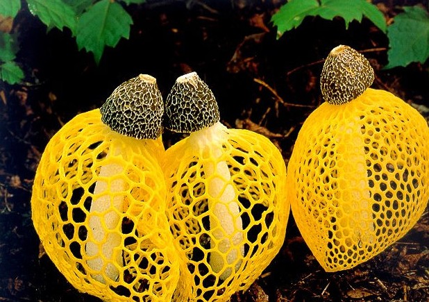 Где растет гриб сетконоска и его описание (+17 фото) - «Овощи»