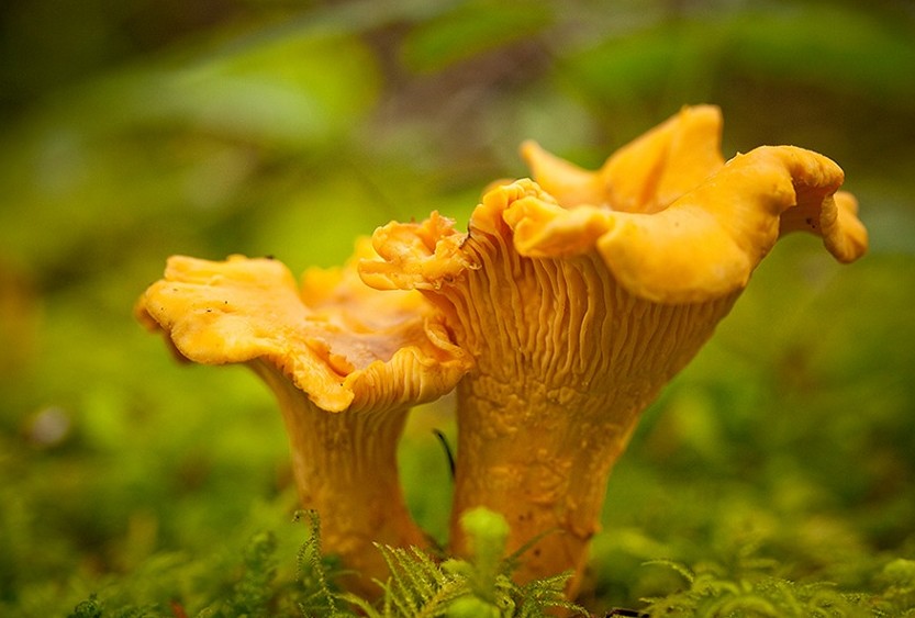 Как отличить грибы похожие на лисички и их описание (+21 фото) - «Овощи»