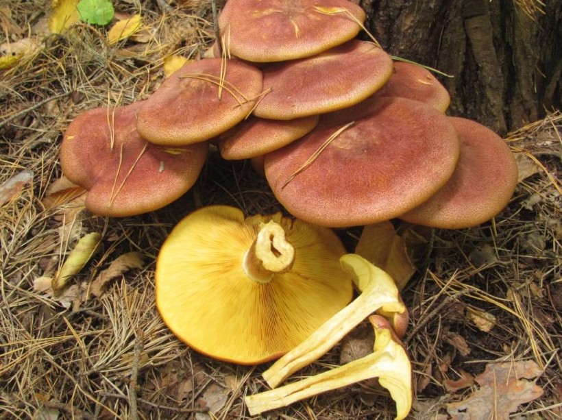 Как отличить съедобные рядовки от ядовитых и их описание (+37 фото) - «Овощи»
