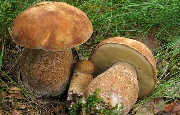 Как выглядит гриб боровик и его описание (+27 фото) - «Овощи»
