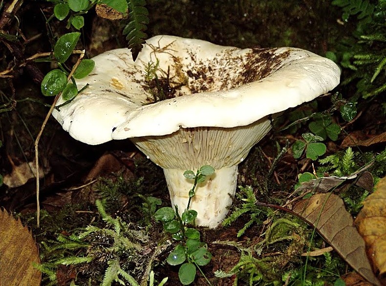 Как выглядит гриб скрипица и его описание (+21 фото) - «Овощи»