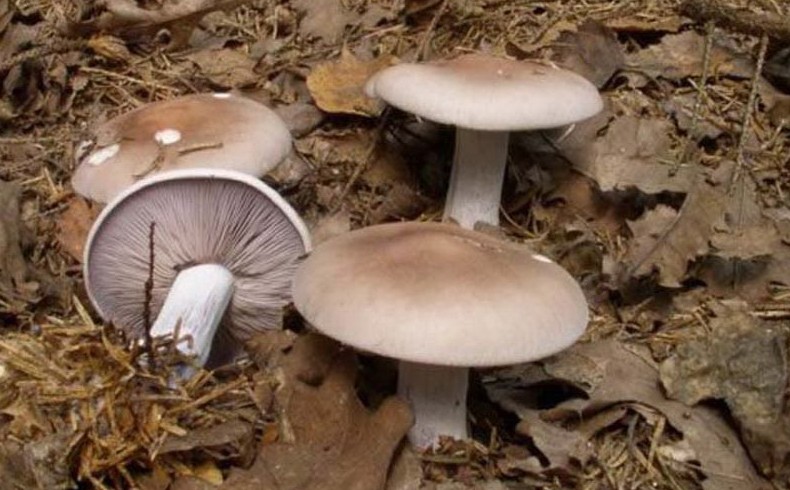 Как выглядят грибы дорожки и их описание (+24 фото) - «Овощи»