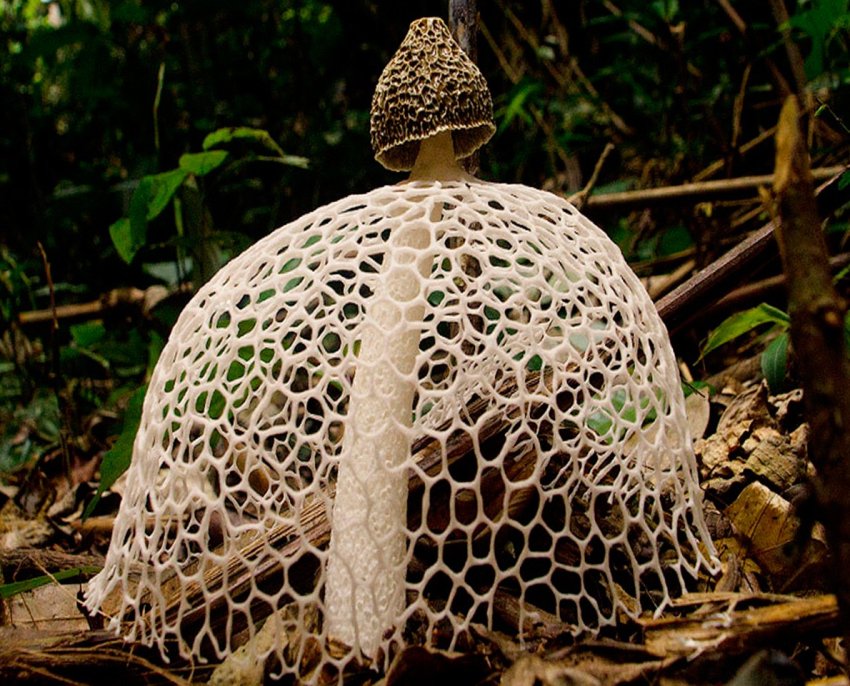 Где растет гриб сетконоска и его описание (+17 фото) - «Овощи»