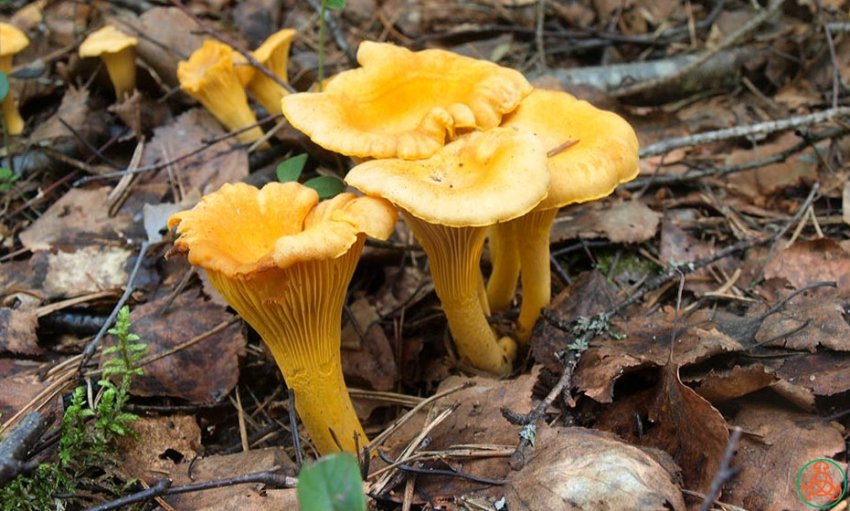 Как отличить грибы похожие на лисички и их описание (+21 фото) - «Овощи»