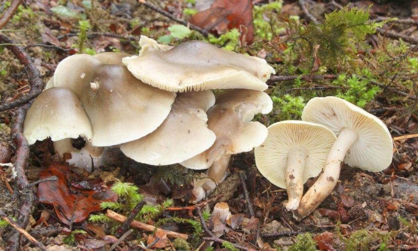 Как отличить съедобные рядовки от ядовитых и их описание (+37 фото) - «Овощи»