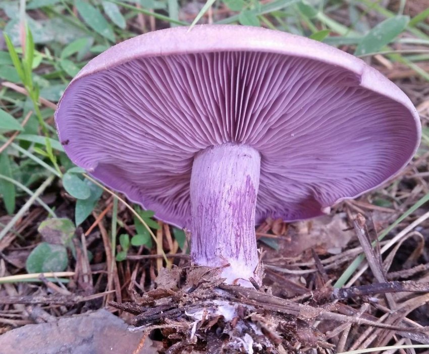 Как распознать гриб фиолетовую рядовку и его описание (+20 фото) - «Овощи»