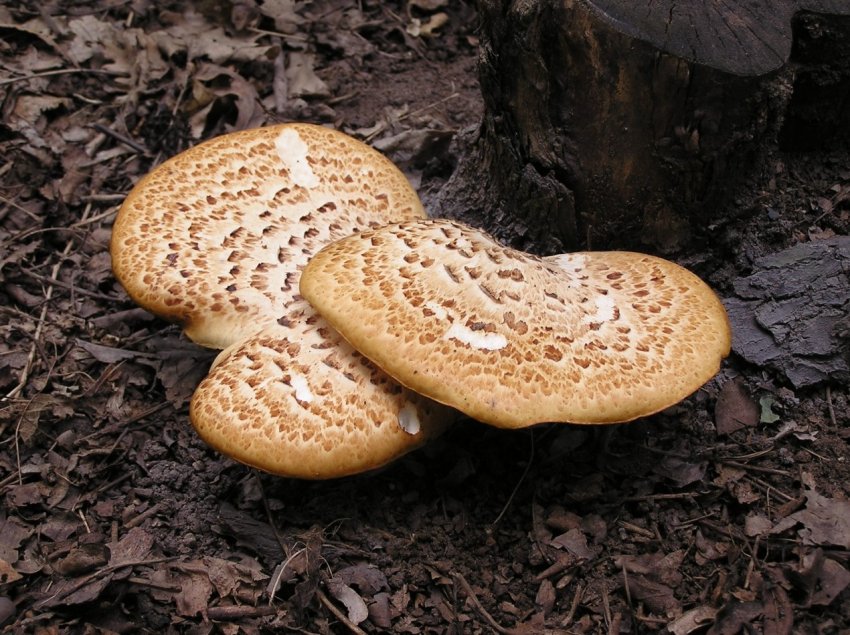 Лечение грибов трутовиков и их описание (+29 фото) - «Овощи»