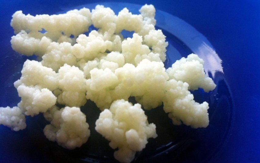 Полезные свойства молочного гриба и его противопоказания (+17 фото) - «Овощи»