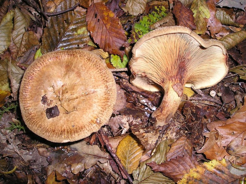 Правила варки и жарки грибов свинушек (+17 фото) - «Овощи»