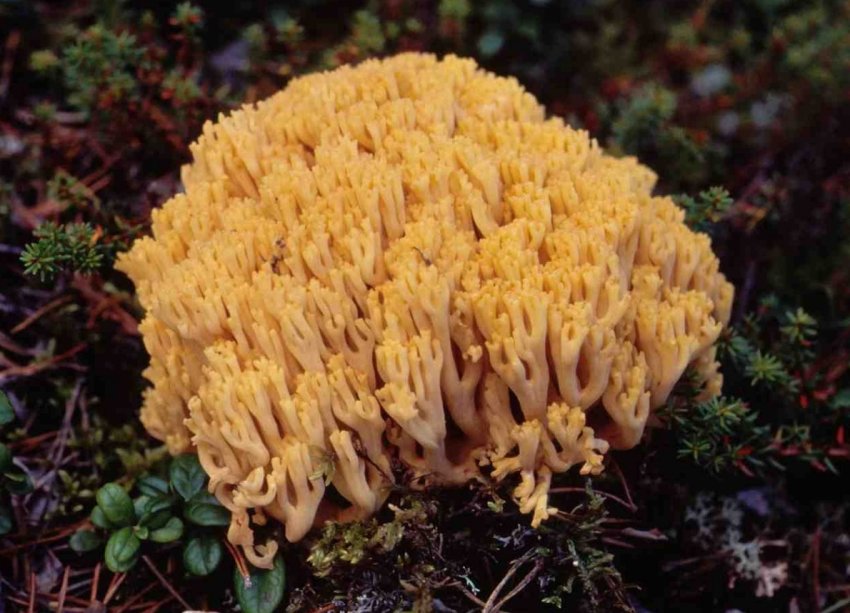 Съедобность грибов оленьи рожки и их описание (+22 фото) - «Овощи»