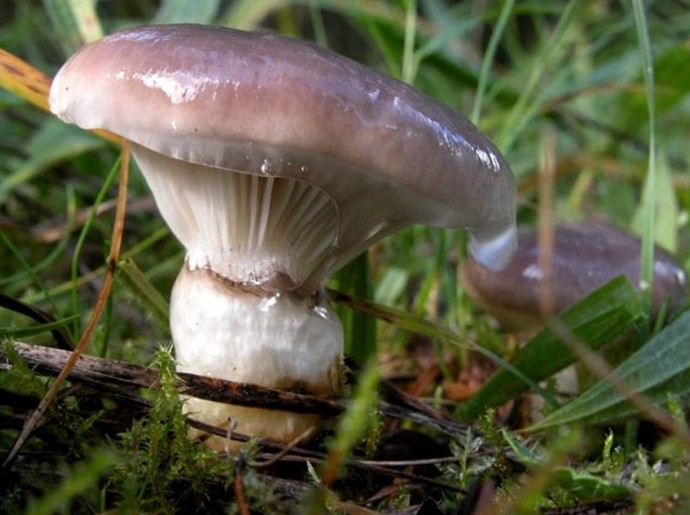Описание гриба мокруха и как он выглядит (+25 фото)? - «Овощи»