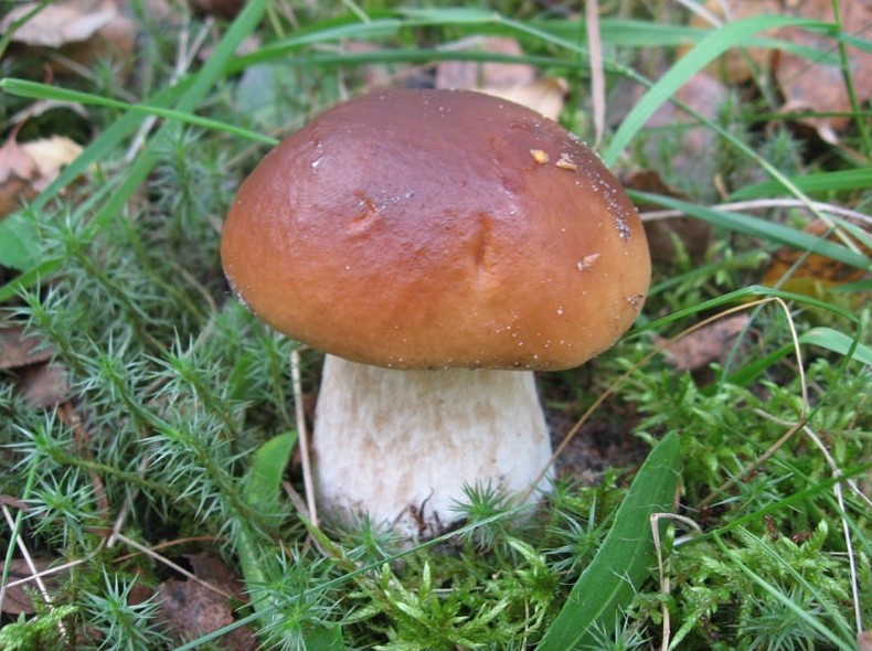 Особенности и советы по чистке белых грибов (+16 фото) - «Овощи»