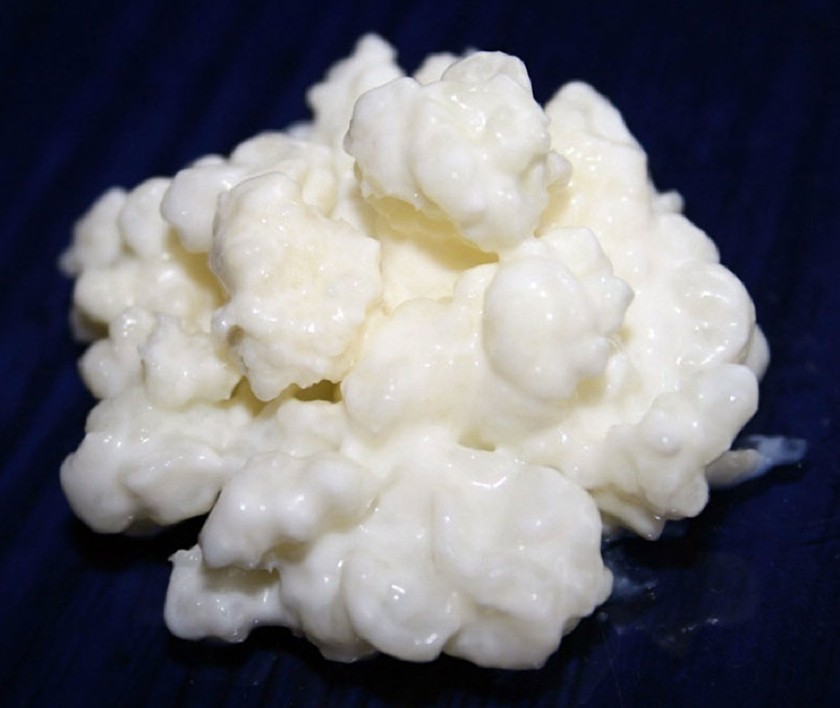 Полезные свойства молочного гриба и его противопоказания (+17 фото) - «Овощи»