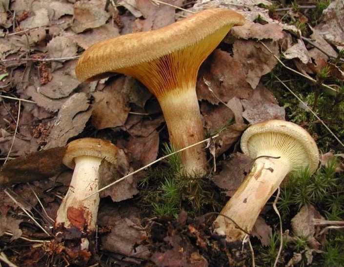 Правила варки и жарки грибов свинушек (+17 фото) - «Овощи»