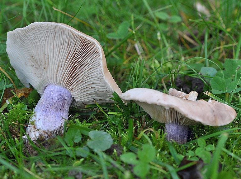 Приготовление грибов рядовок: сколько и как их варить (+23 фото)? - «Овощи»