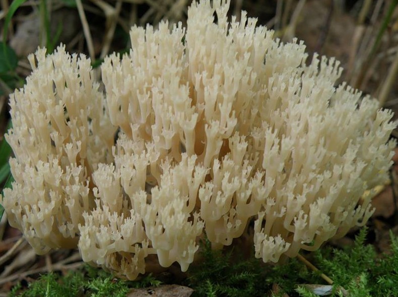 Съедобность грибов оленьи рожки и их описание (+22 фото) - «Овощи»
