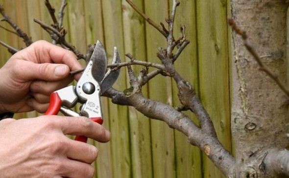 Как не стоит выполнять обрезку плодового дерева - «Деревья»