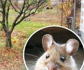 Защита сада от мышей - «Советы для сада»