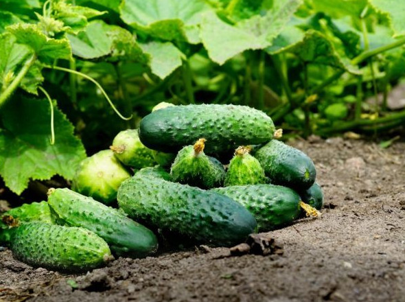 Выбираем лучшие сорта огурцов сибирской селекции: описание и фото - «Овощи»