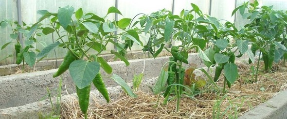 Как выращивать перец в теплице: особенности выращивания, дельные советы профессионалов - «Овощи»