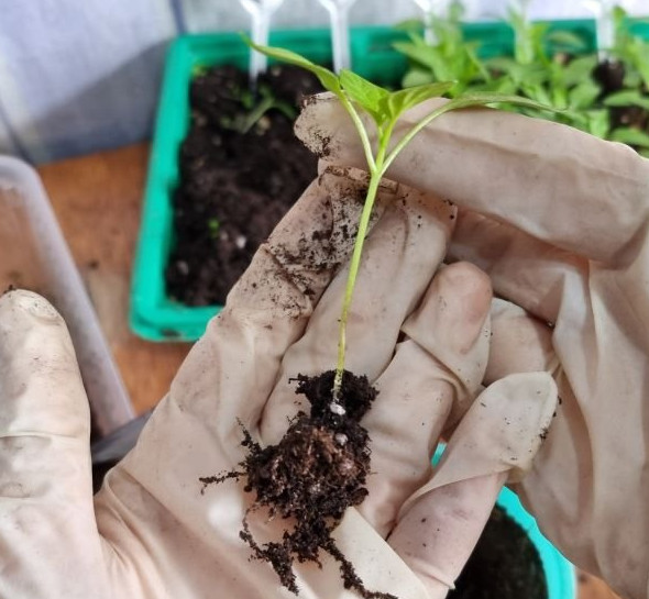 Как пикировать рассаду перцев - «Советы огородные»