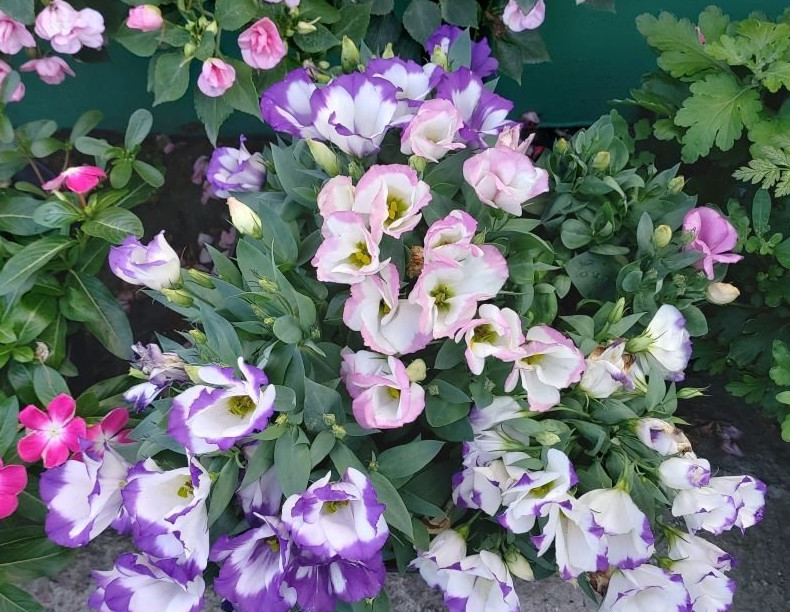 Как получить роскошное цветение Эустомы - «Советы для цветника»