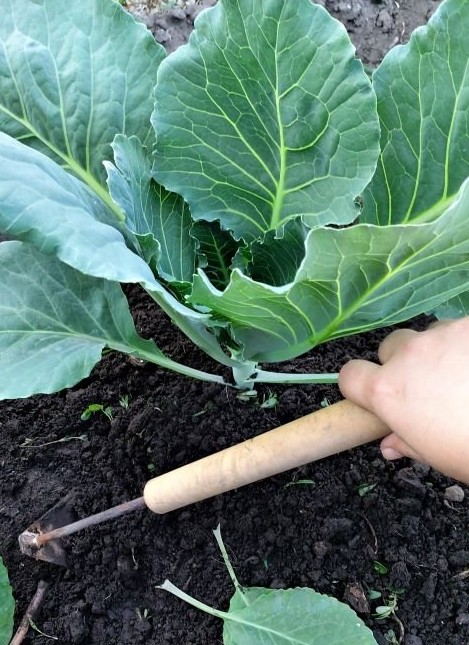 Небольшие хитрости для выращивания крупных кочанов капусты - «Советы огородные»
