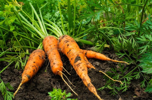 Определяем благоприятные дни для посадки моркови в апреле 2021 года по луне - «Овощи»