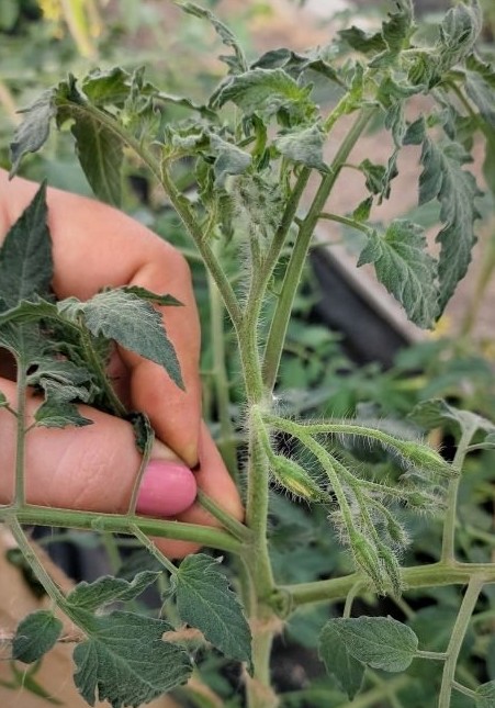 Как формировать томаты и вести их в один, два или три ствола - «Советы огородные»