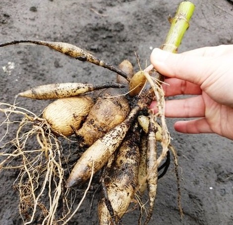 Как хранить клубни георгинов - «Советы для цветника»