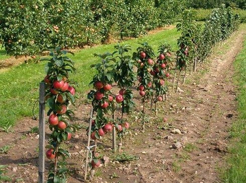 Карликовые яблони: сорта, которые нужны всем - «Советы для сада»